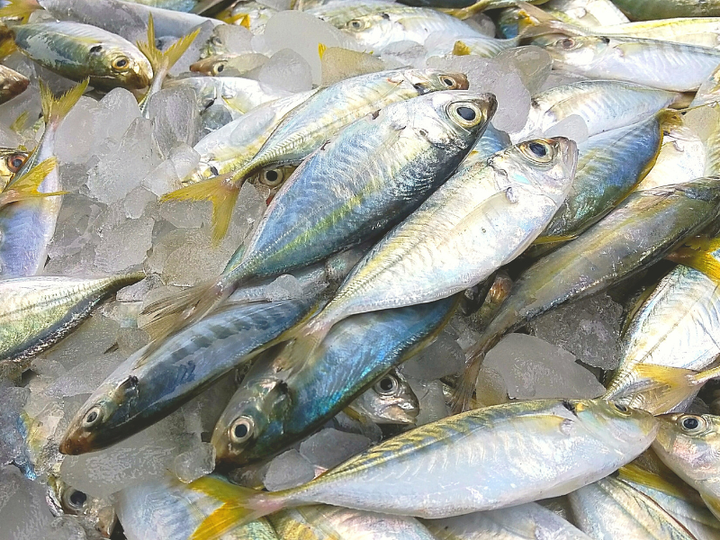 kiểm tra mắt và mang cá để nhận diện hải sản tươi
