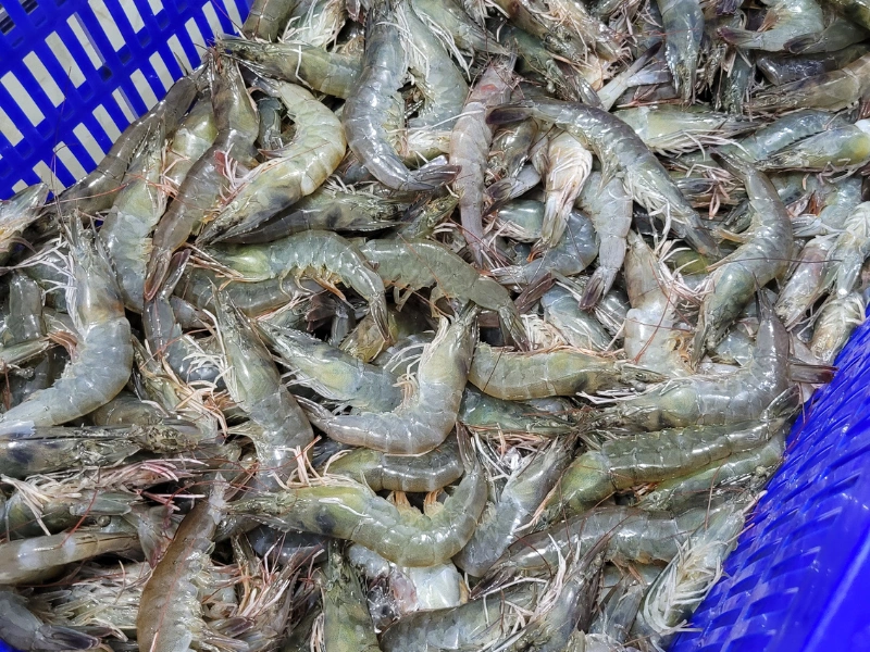 tôm thẻ tươi có nhiều chất dinh dưỡng