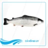 Cá hồi Na Uy nguyên con Alo Fish