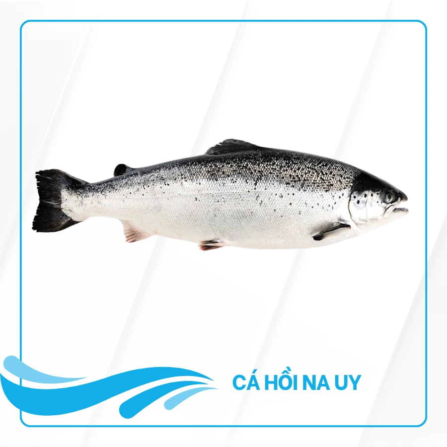 Avatar-ca-hoi-na-uy-nguyen-con-Alo-Fish Cá hồi Na Uy nguyên con Alo Fish
