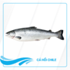 Cá hồi chile nguyên con Alo Fish