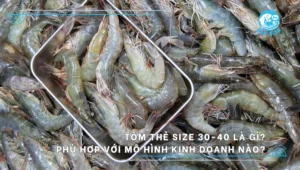 tôm thẻ tươi size 30-40 là gì