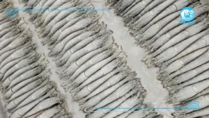 Tôm cấp đông Alo Fish cho bếp ăn công nghiệp